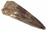 Fossil Spinosaurus Tooth - Real Dinosaur Tooth #383799-1